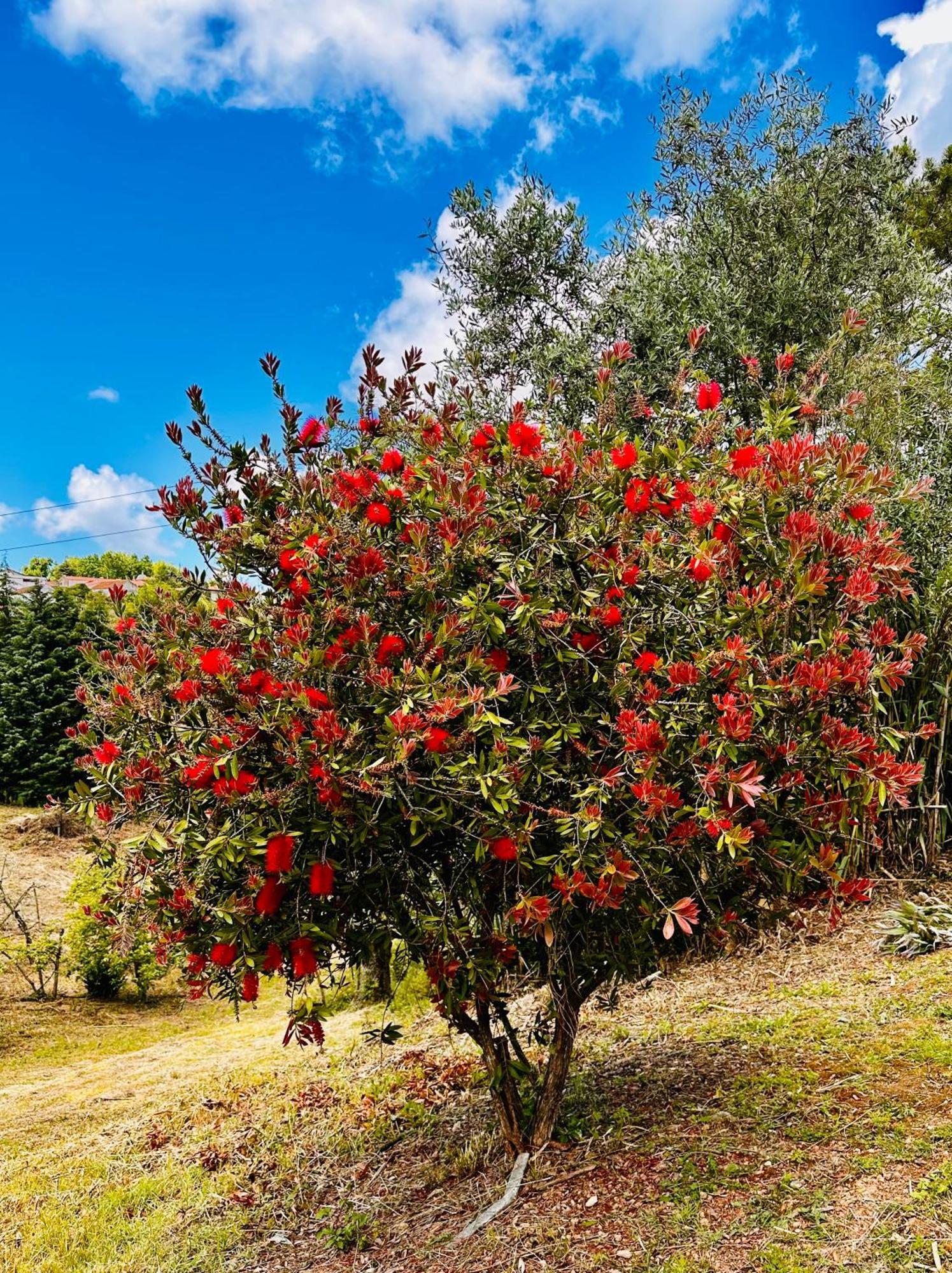 Quinta Boa Vida Villa Alcobaça Buitenkant foto